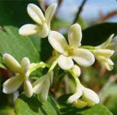 Osmanthus Floral Water